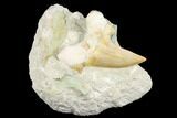 Otodus Shark Tooth Fossil in Rock - Huge Tooth! #183752-1